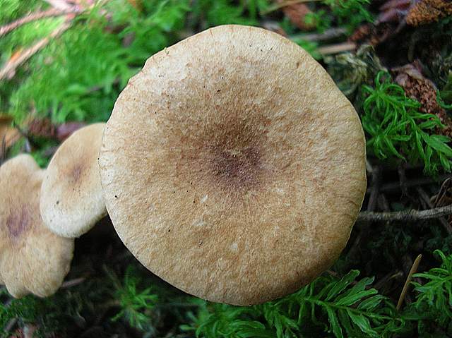 La Flora fungina negli aspetti microclimatici subtropicali